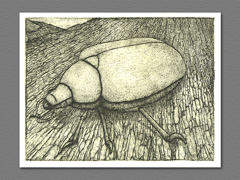 etching - Bark Beetle